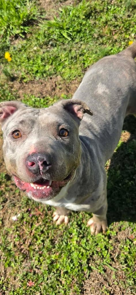 Enlarge Emma, a Adoptable Catahoula Leopard Dog in Shelbyville, TN image 4/6