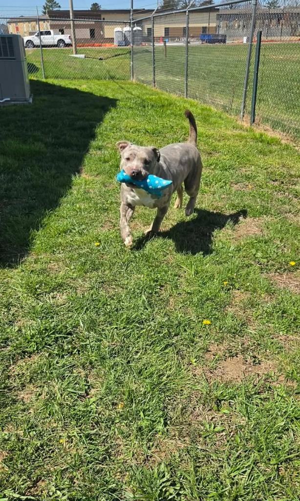 Enlarge Emma, a Adoptable Catahoula Leopard Dog in Shelbyville, TN image 6/6