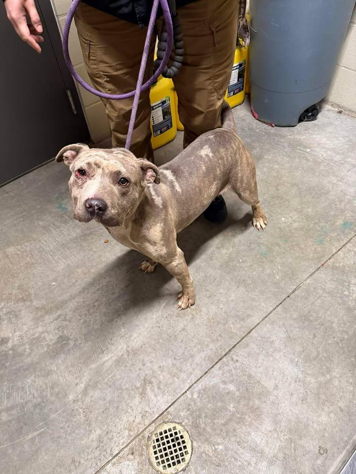 Enlarge Emma, a Adoptable Pit Bull Terrier in Shelbyville, TN image 1/1