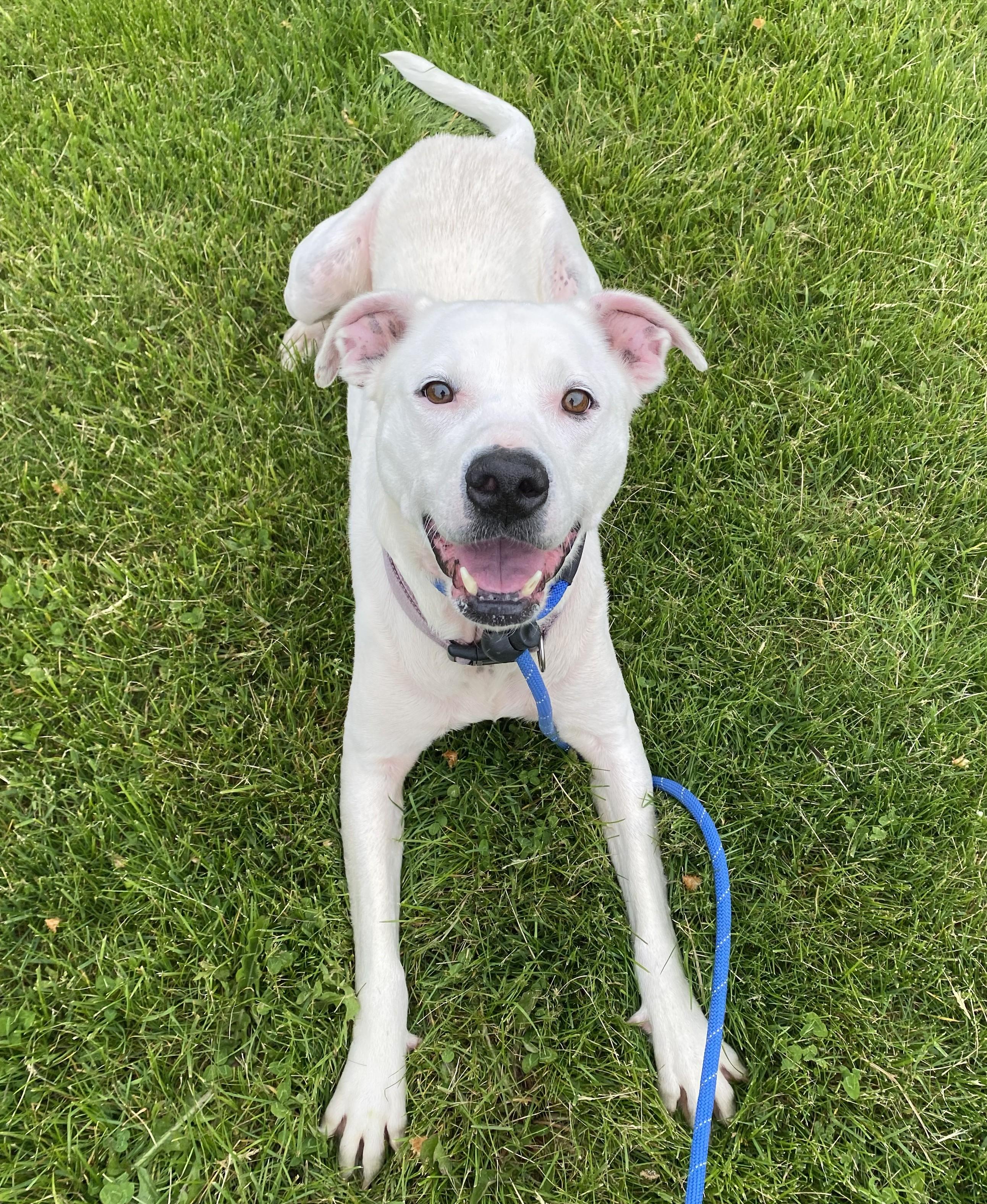 Enlarge Karma Jean, an adopted Pit Bull Terrier in Allegan, MI image 4/6