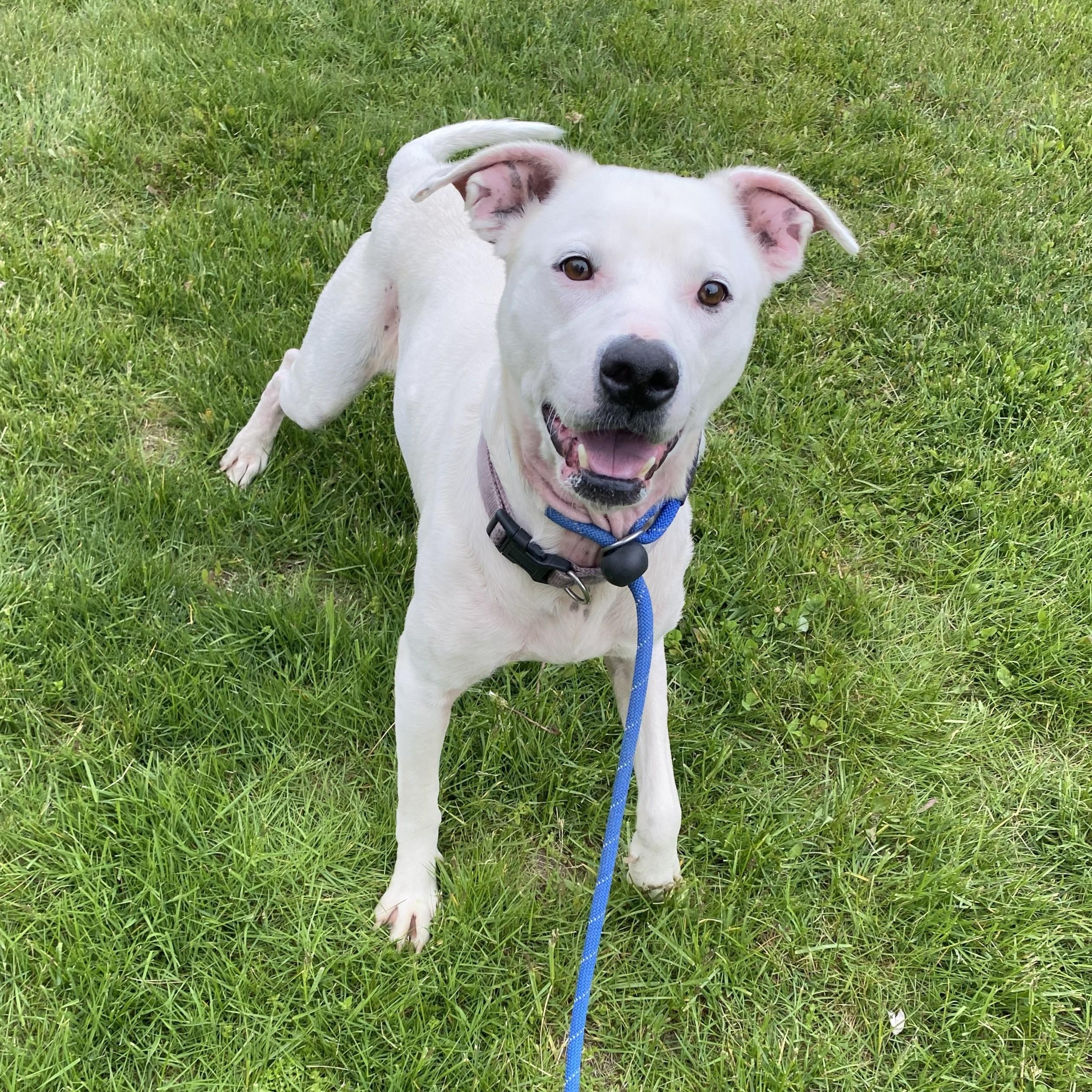 Enlarge Karma Jean, an adopted Pit Bull Terrier in Allegan, MI image 6/6