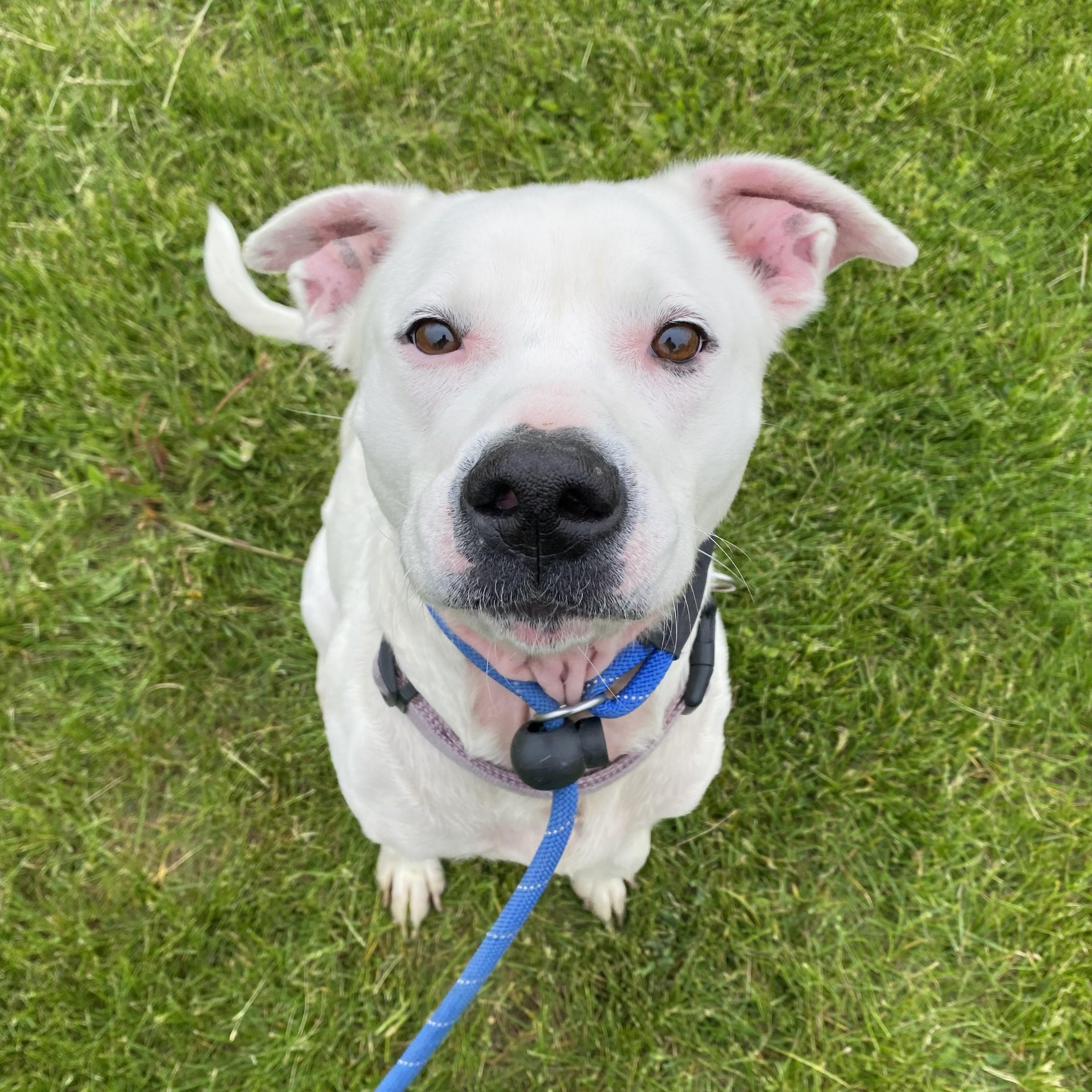 Enlarge Karma Jean, an adopted Pit Bull Terrier in Allegan, MI image 3/6
