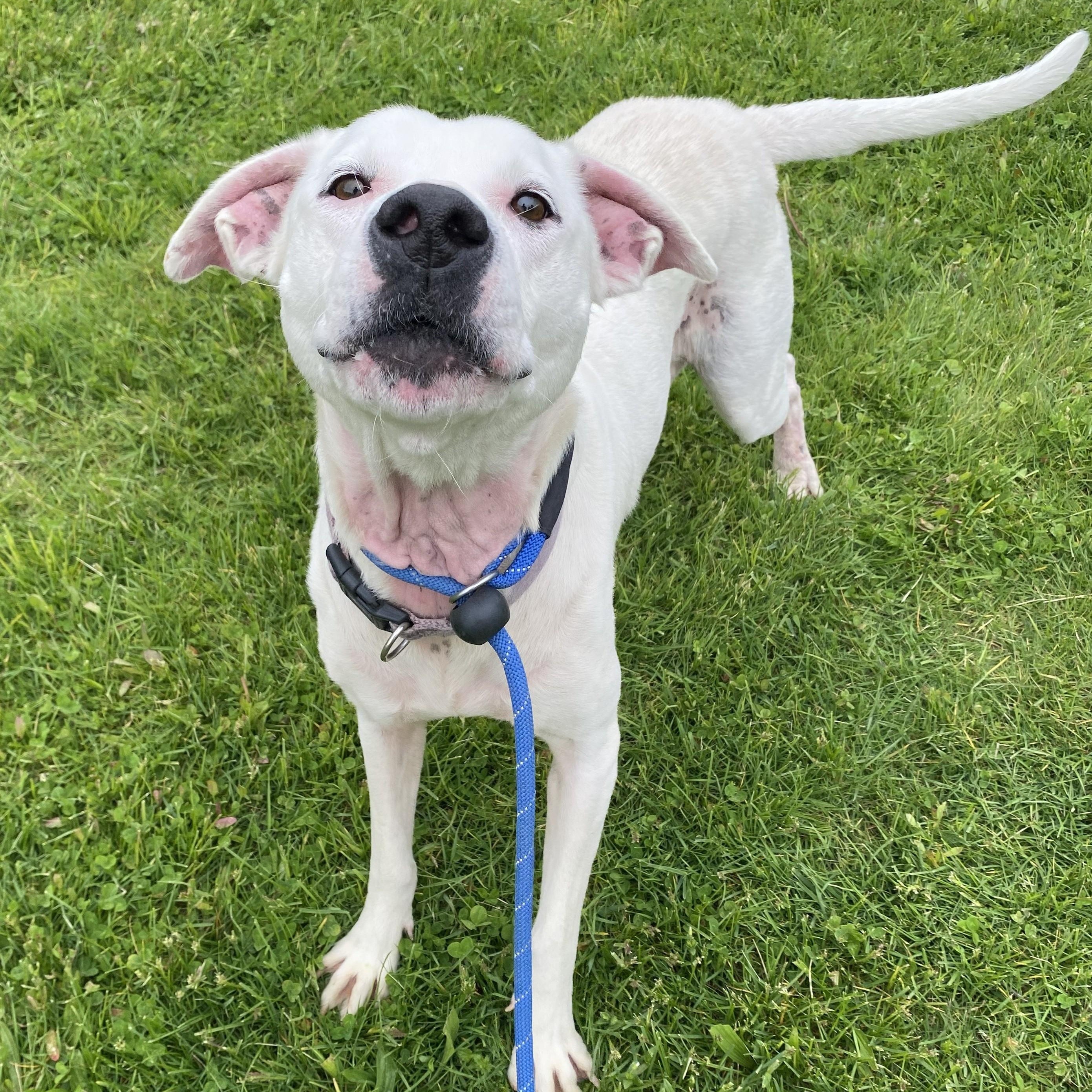Enlarge Karma Jean, an adopted Pit Bull Terrier in Allegan, MI image 2/6