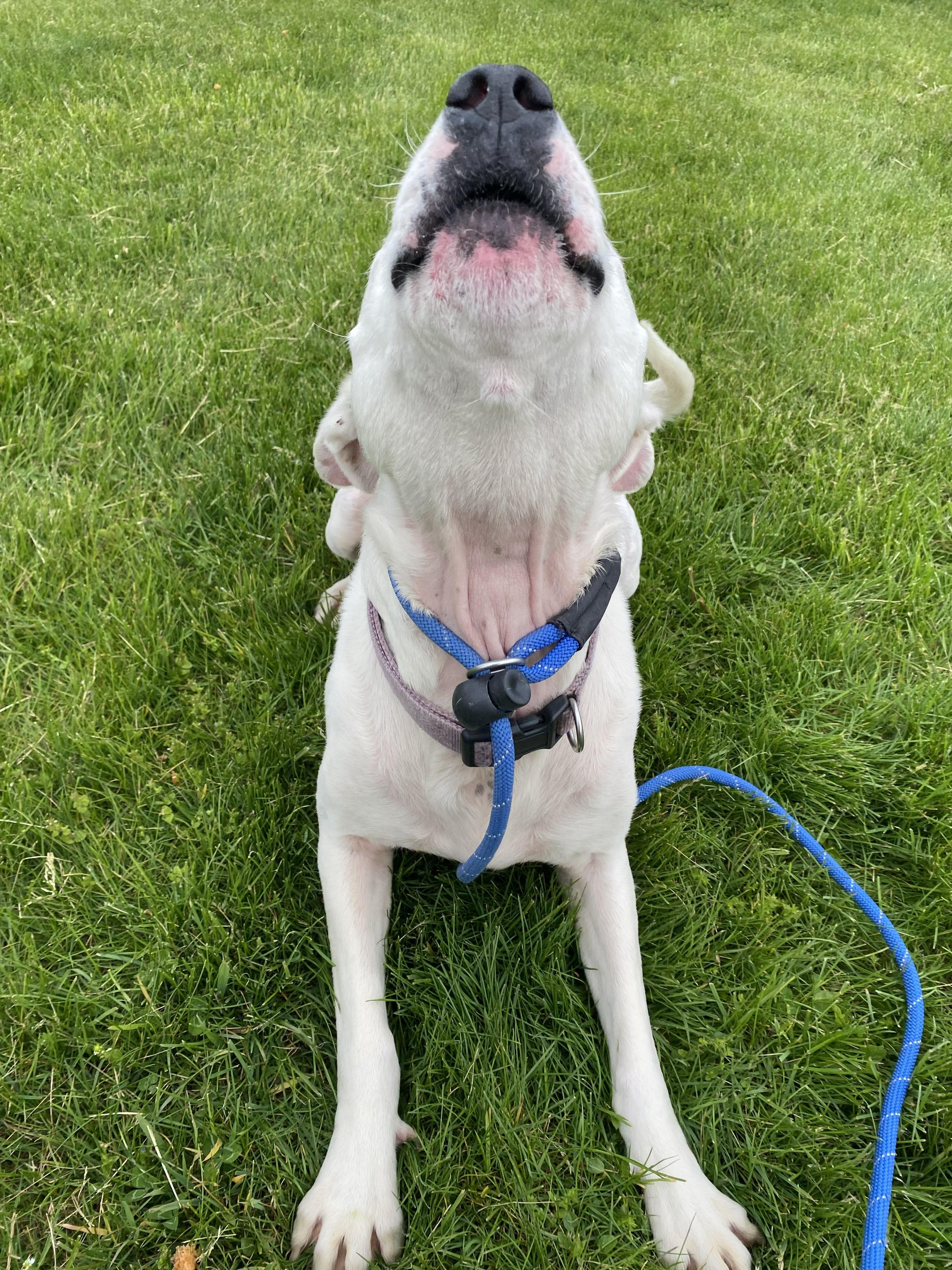 Enlarge Karma Jean, an adopted Pit Bull Terrier in Allegan, MI image 5/6