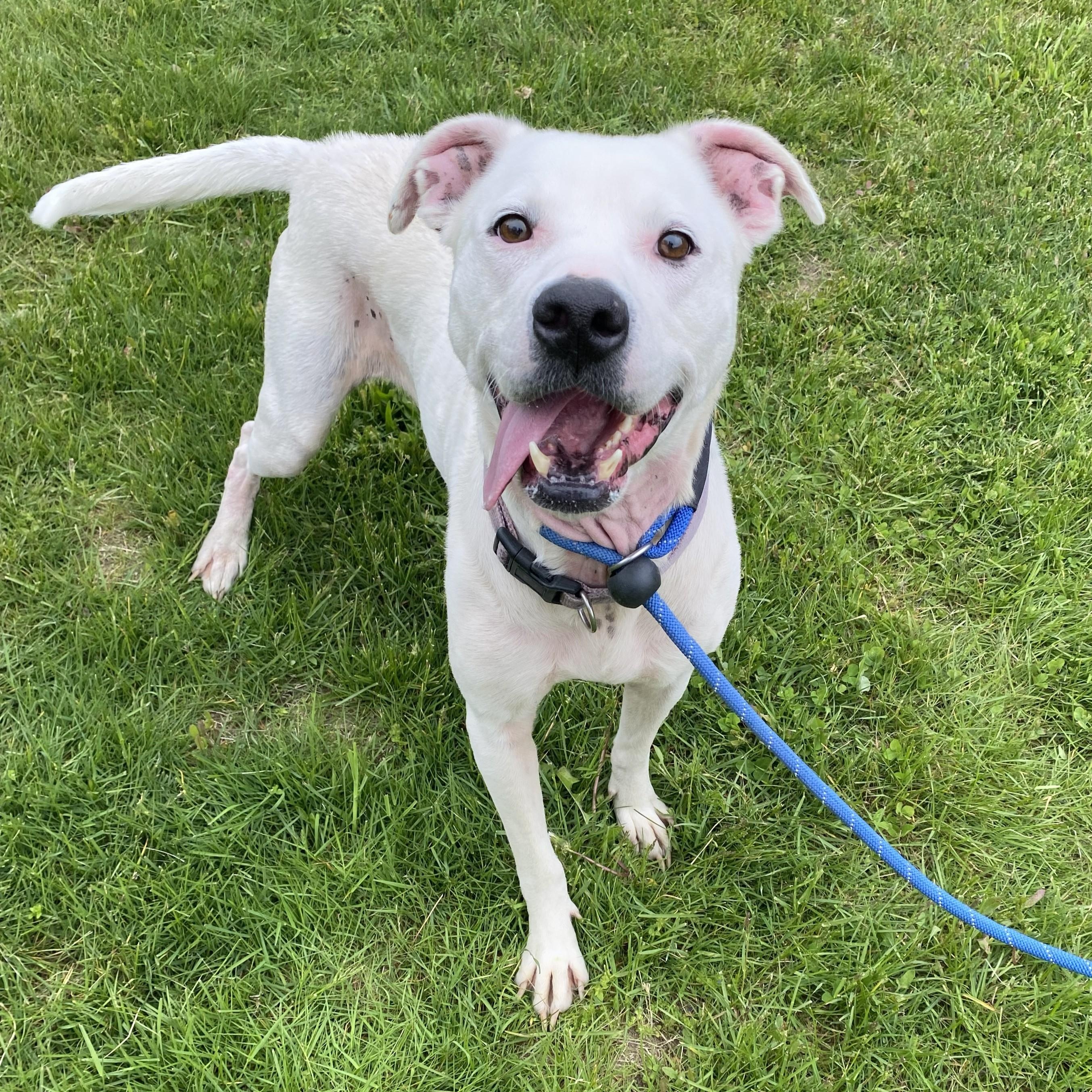 Karma Jean, adopted, Adult Female Pit Bull Terrier.