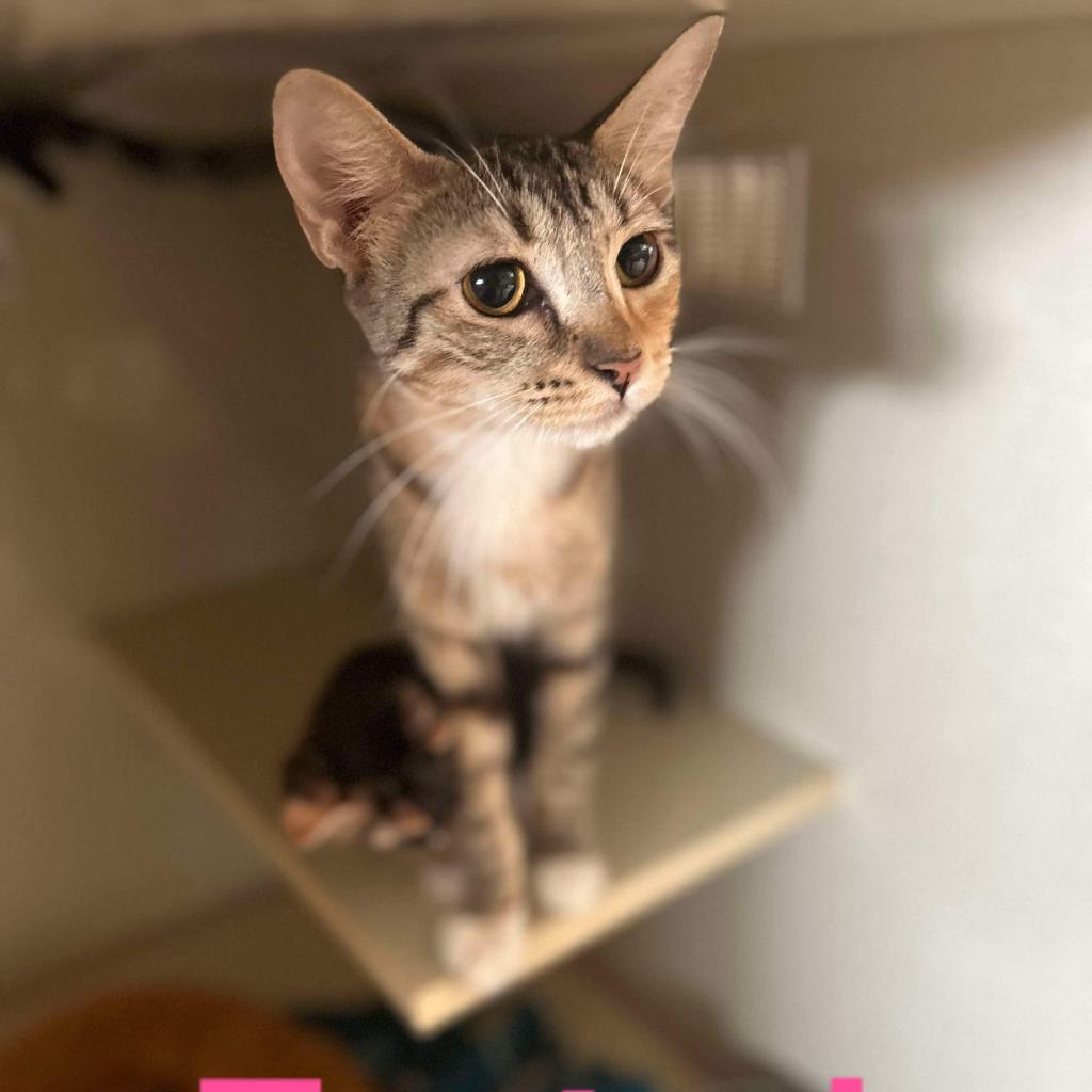 Mama Tostada, Adoptable, Adult Female Domestic Short Hair.