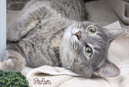 Finka, Adoptable, Adult Female Domestic Short Hair & Domestic Short Hair.