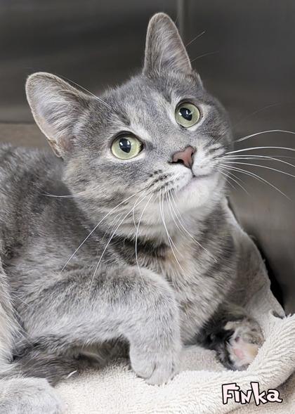 Enlarge Finka, a Adoptable mixed breed in Mason, MI image 2/2