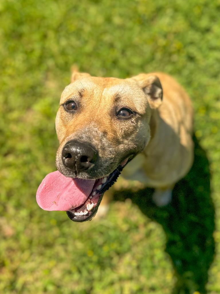 Alex, Adoptable, Young Female Husky & Pit Bull Terrier.