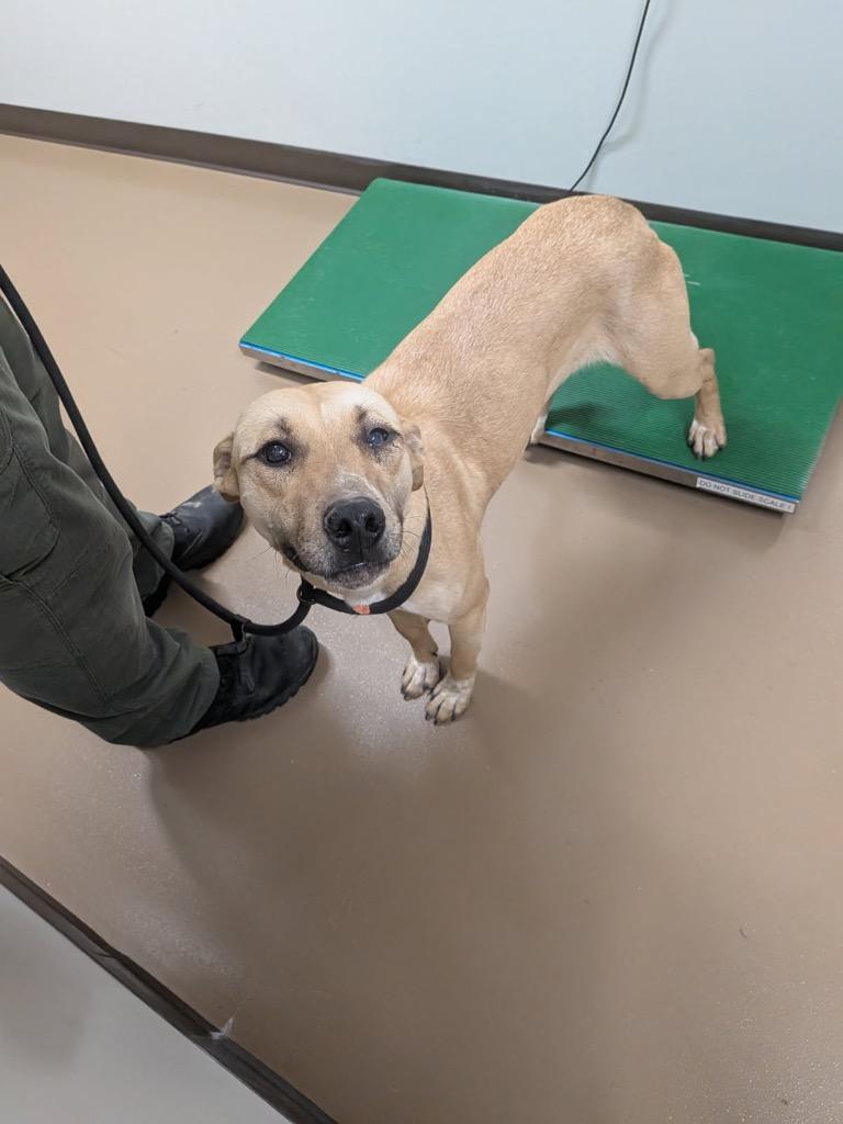 Alex, a Adoptable mixed breed in Springfield, TN image 2/6