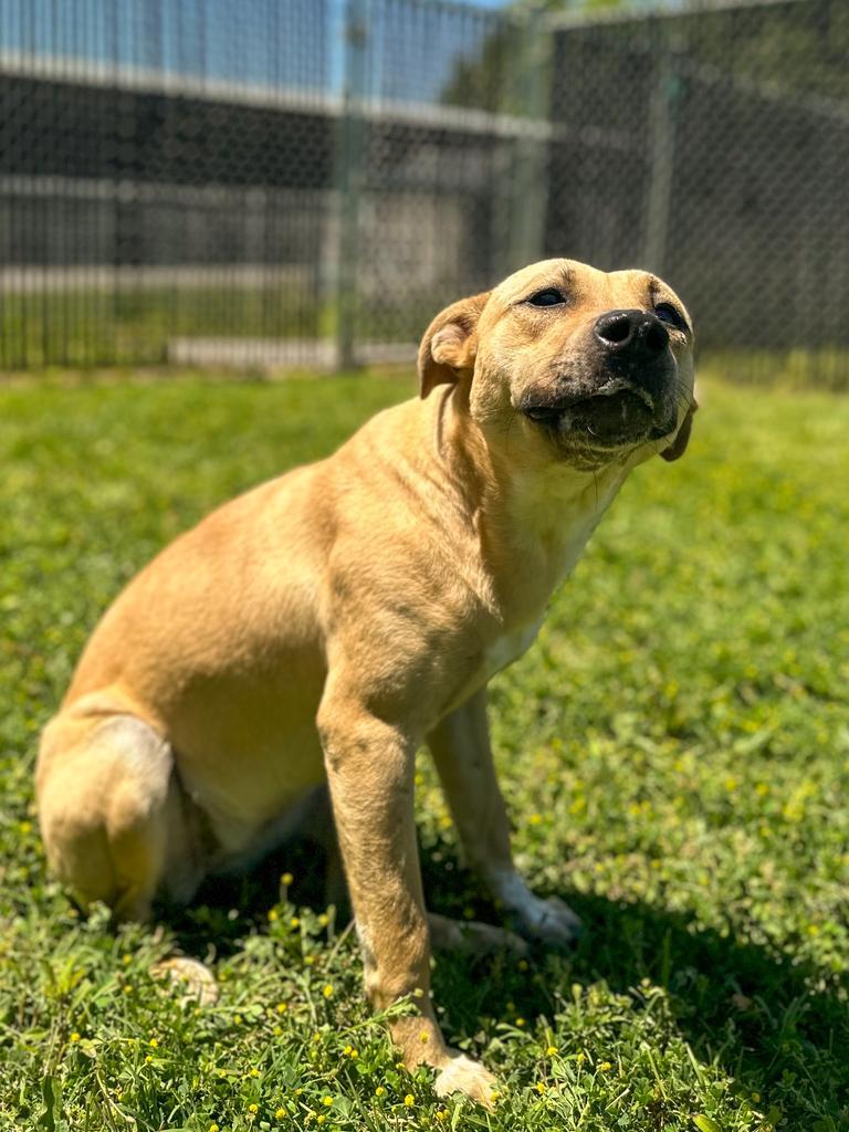 Alex, a Adoptable mixed breed in Springfield, TN image 3/6