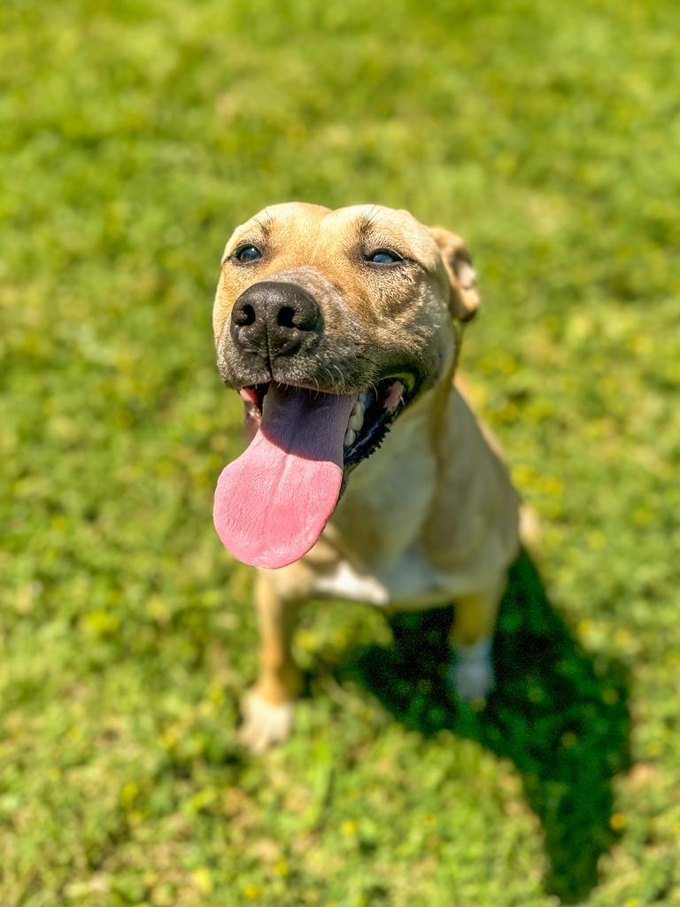 Alex, a Adoptable mixed breed in Springfield, TN image 4/6