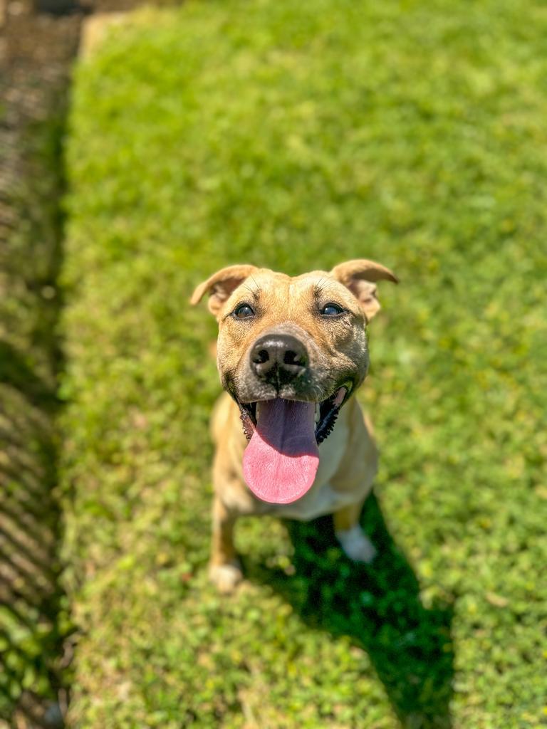Alex, a Adoptable mixed breed in Springfield, TN image 5/6