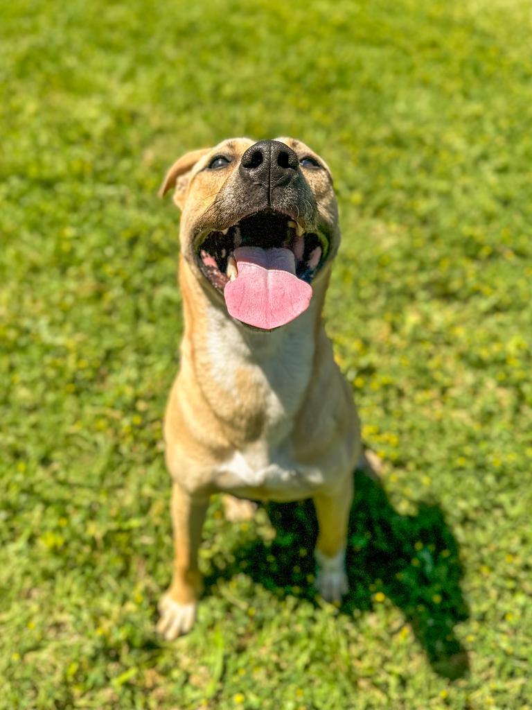 Alex, a Adoptable mixed breed in Springfield, TN image 6/6