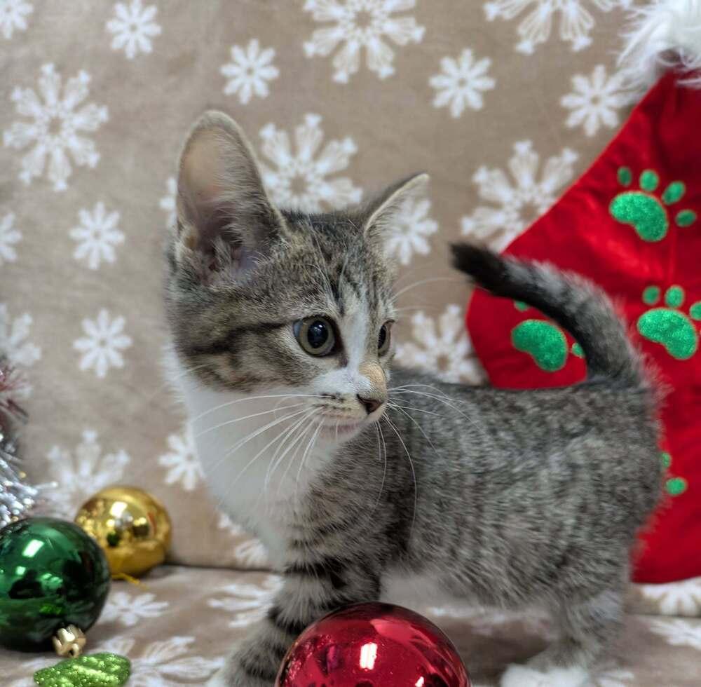 Enlarge Nadja of Antipaxos, a Adoptable Domestic Short Hair in Raleigh, NC image 1/6