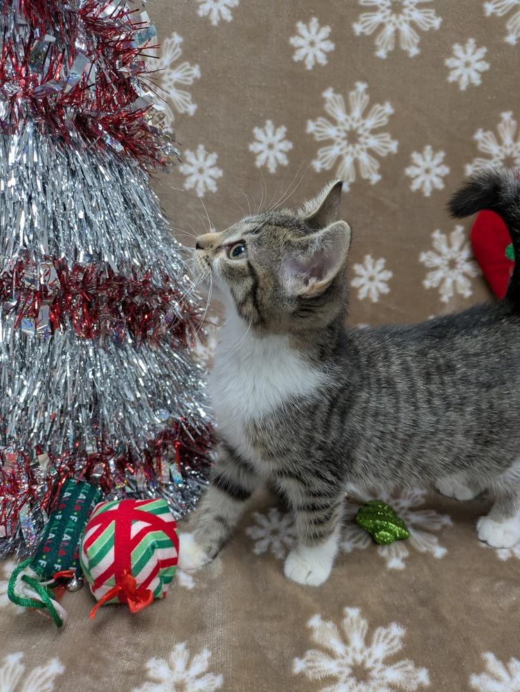 Enlarge Nadja of Antipaxos, a Adoptable Domestic Short Hair in Raleigh, NC image 2/6