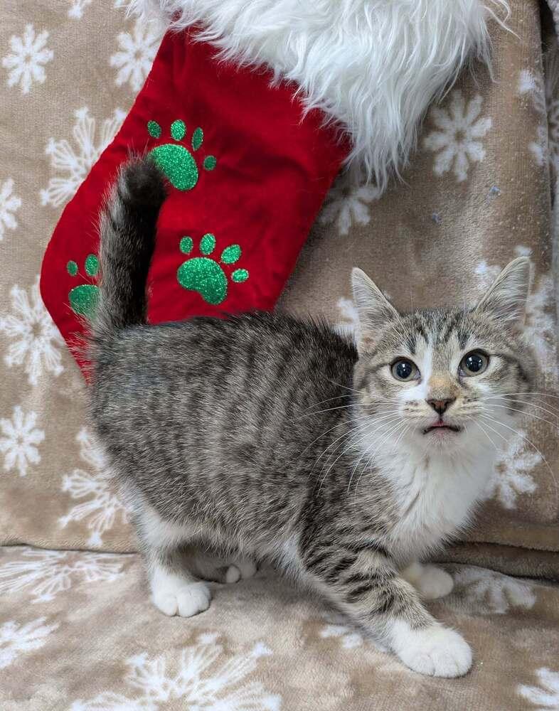 Enlarge Nadja of Antipaxos, a Adoptable Domestic Short Hair in Raleigh, NC image 5/6