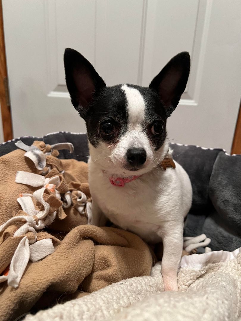 Snuggles, an adoptable Chihuahua in Grand Forks, ND, 58203 | Photo Image 1