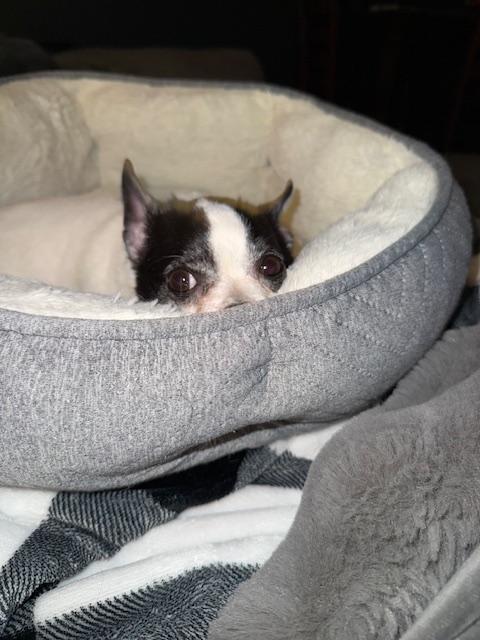 Snuggles, an adoptable Chihuahua in Grand Forks, ND, 58203 | Photo Image 3