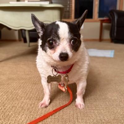 Snuggles, an adoptable Chihuahua in Grand Forks, ND, 58203 | Photo Image 2