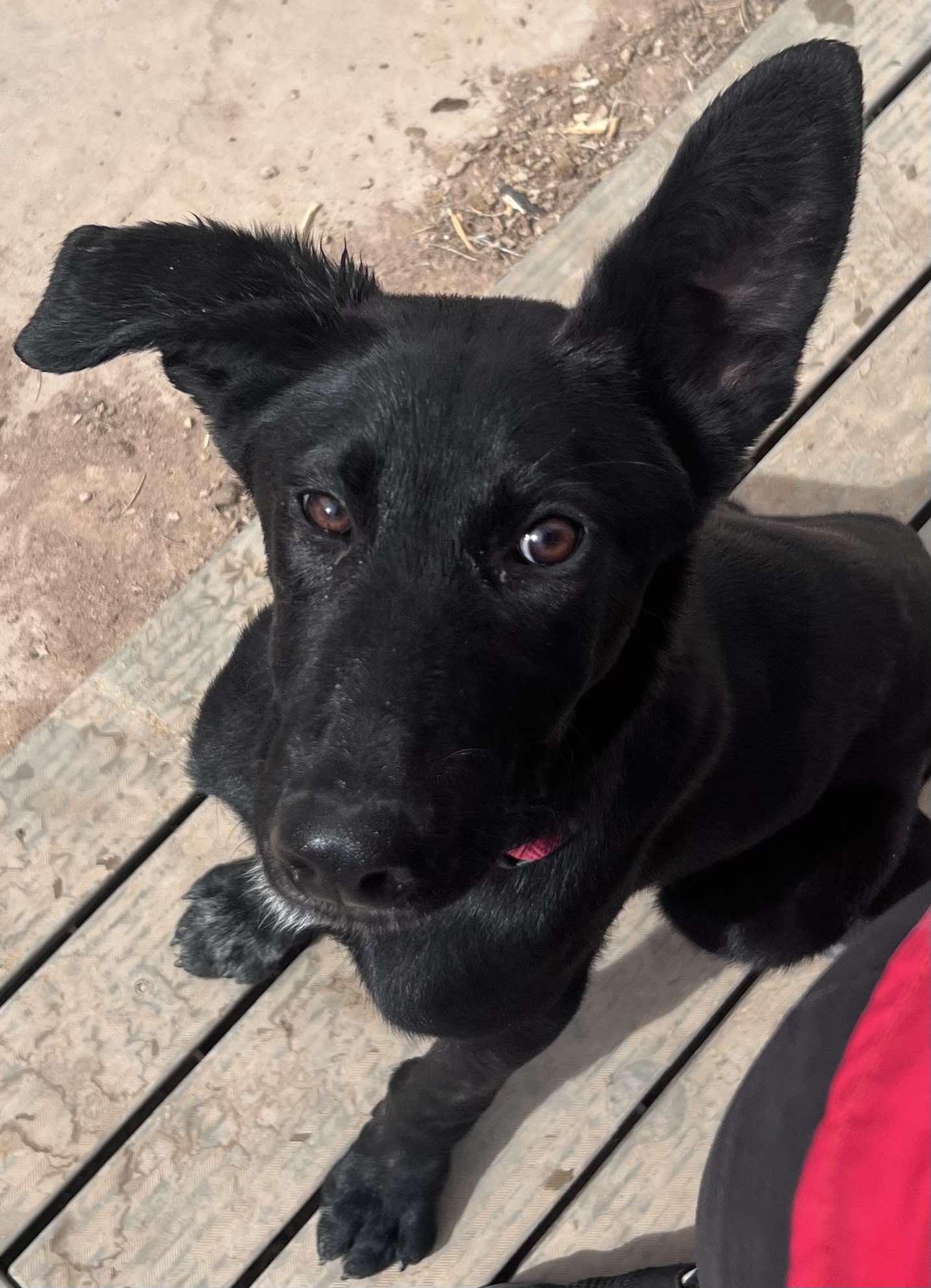 Niblett, an adoptable Black Labrador Retriever in Hobbs, NM, 88240 | Photo Image 1