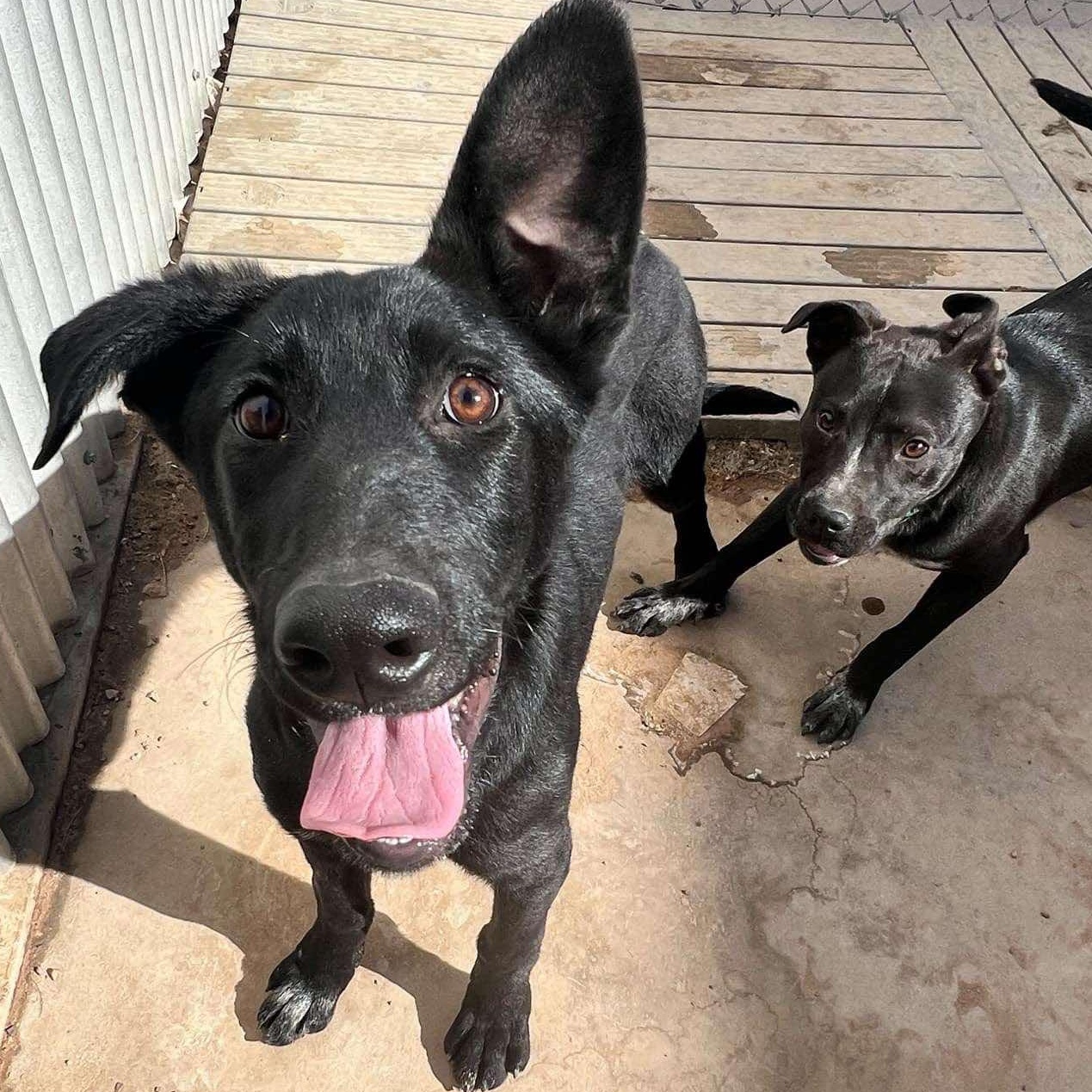 Niblett, an adoptable Black Labrador Retriever in Hobbs, NM, 88240 | Photo Image 2