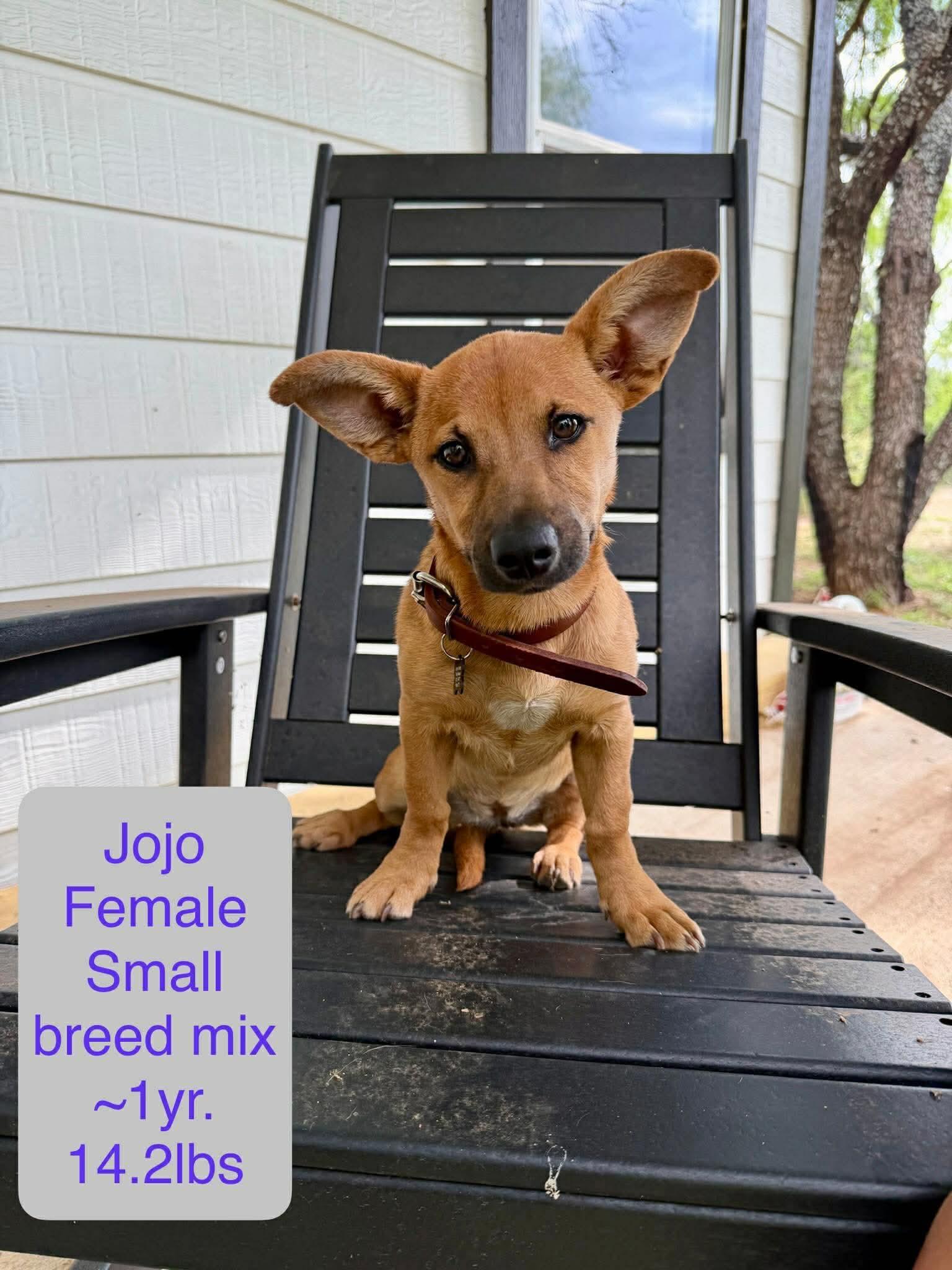 Jojo , adopted, Young Female Dachshund & Terrier.
