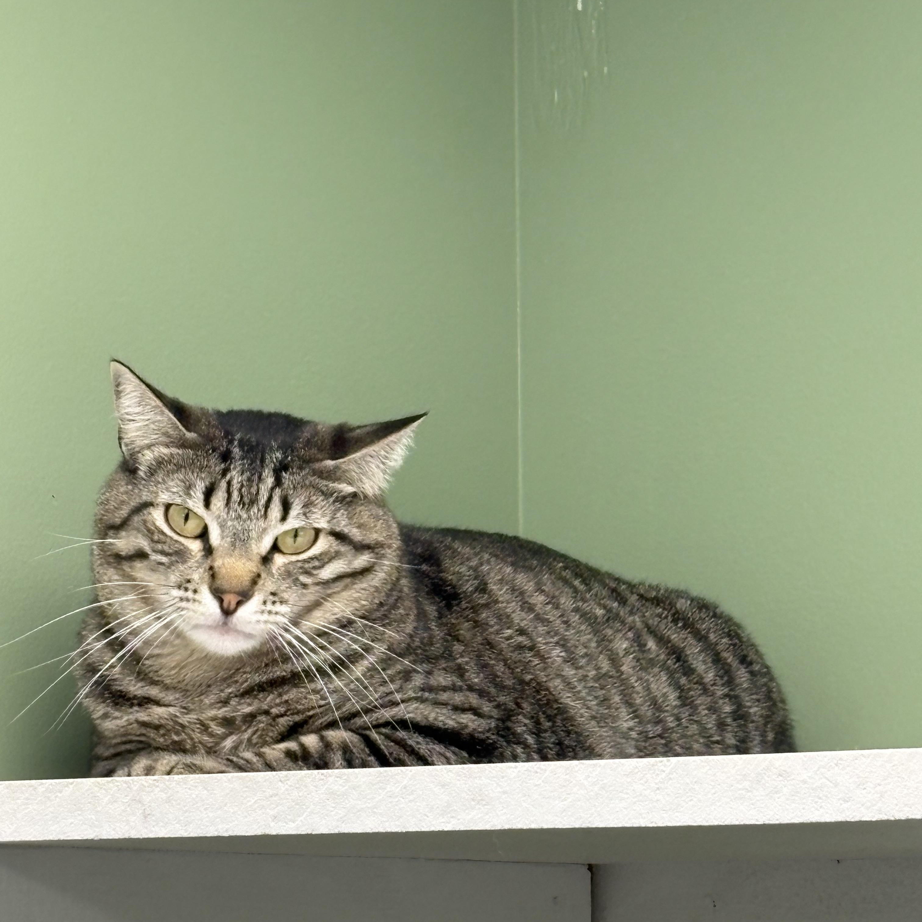 Enlarge Callum, a Adoptable Domestic Short Hair in Jefferson, IA image 1/1