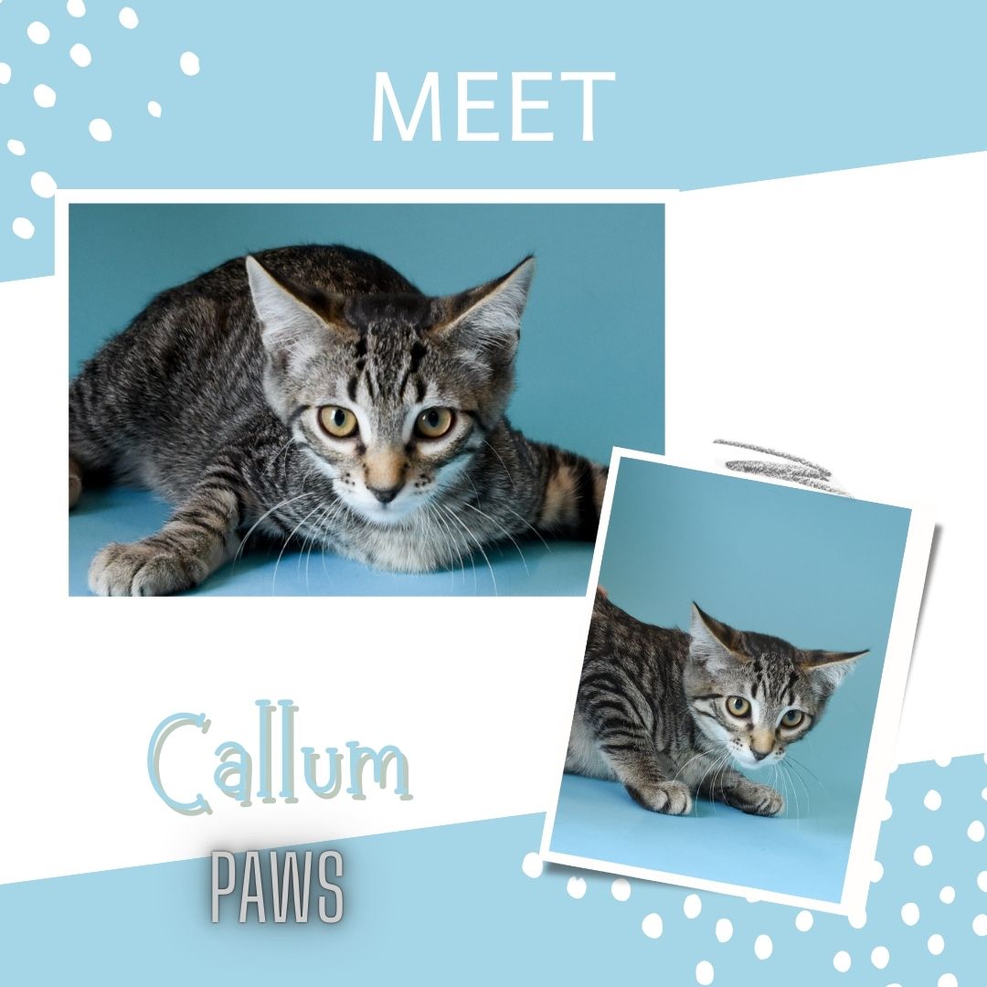 Callum, a Adoptable Domestic Short Hair in Jefferson, IA image 1/3