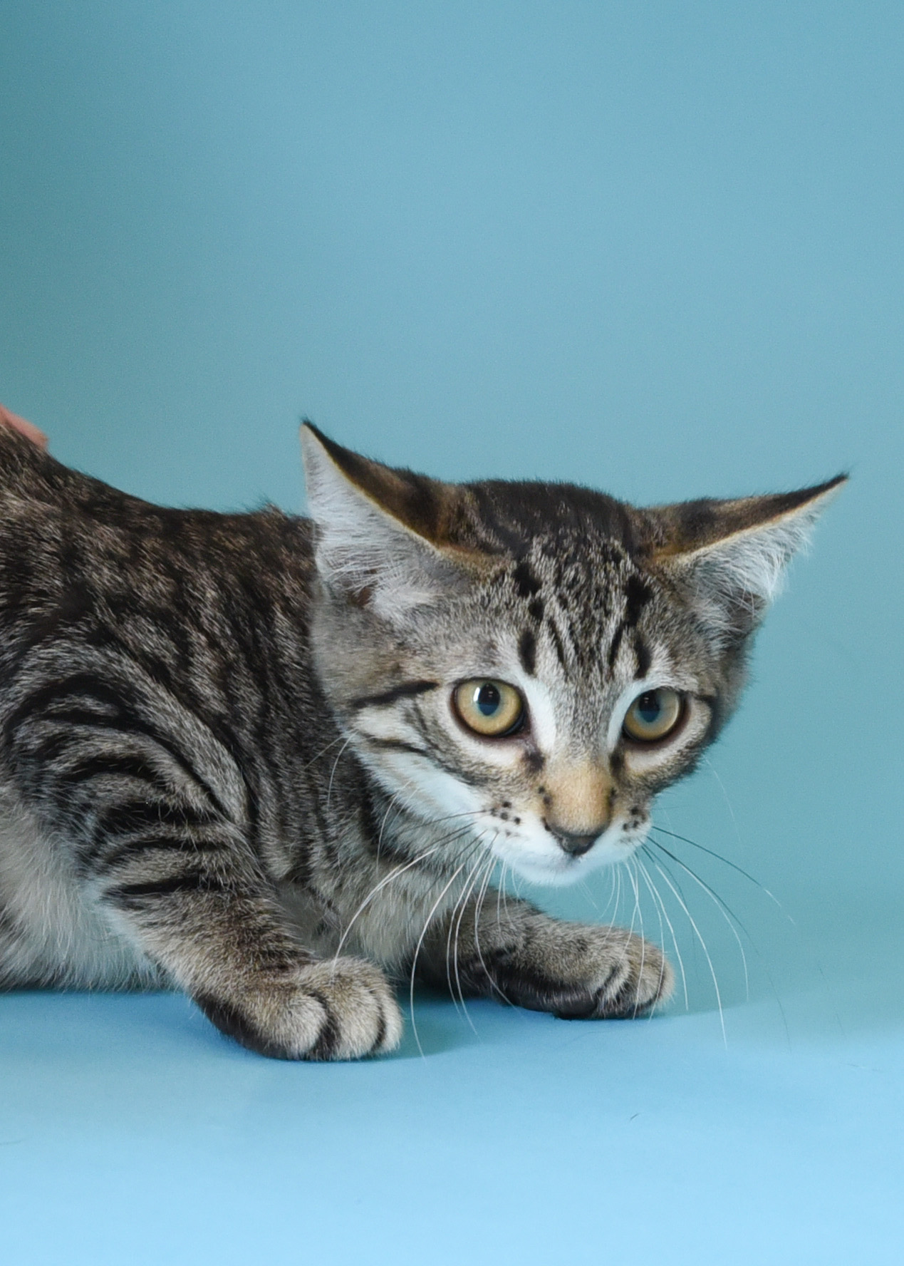 Callum, a Adoptable Domestic Short Hair in Jefferson, IA image 2/3