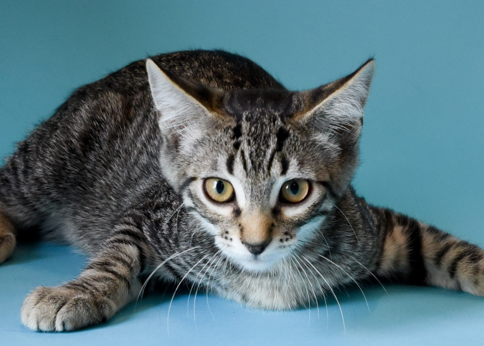 Callum, a Adoptable Domestic Short Hair in Jefferson, IA image 3/3