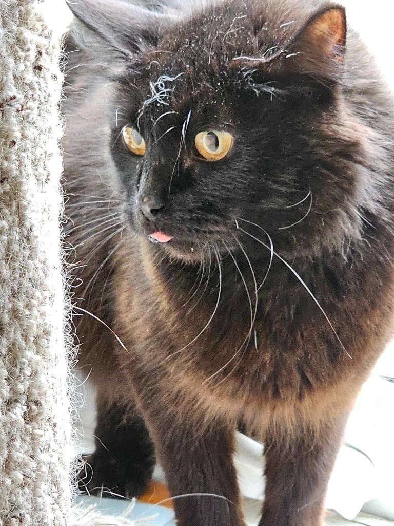 Enlarge Tansy Blue, a Adoptable mixed breed in Shell Lake, WI image 1/3