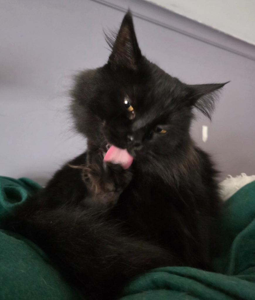 Enlarge Tansy Blue, a Adoptable mixed breed in Shell Lake, WI image 3/3