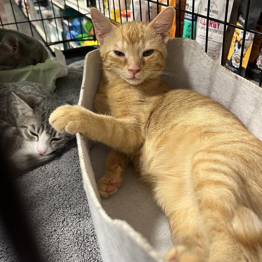 Otis, Adoptable, Kitten Male Domestic Short Hair.