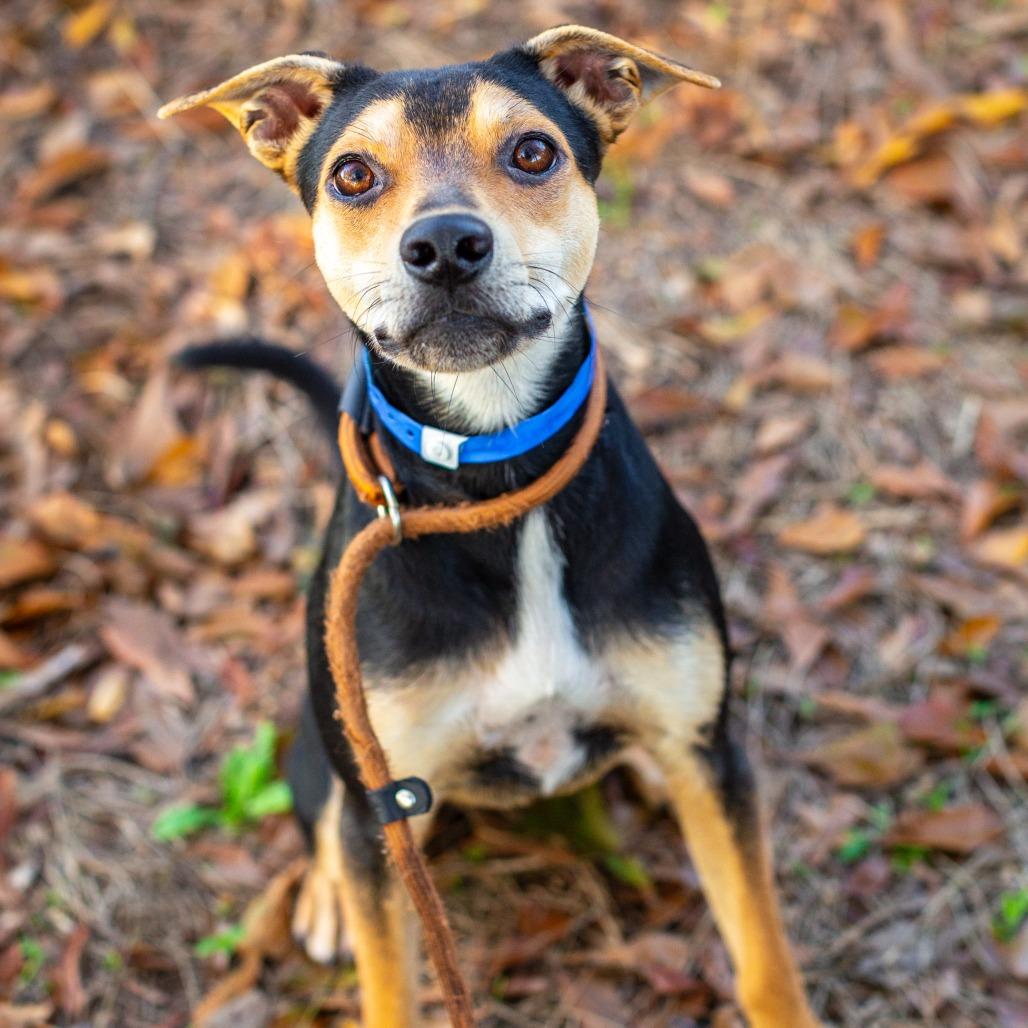 Banjo, Adoptable, Adult Male Terrier.