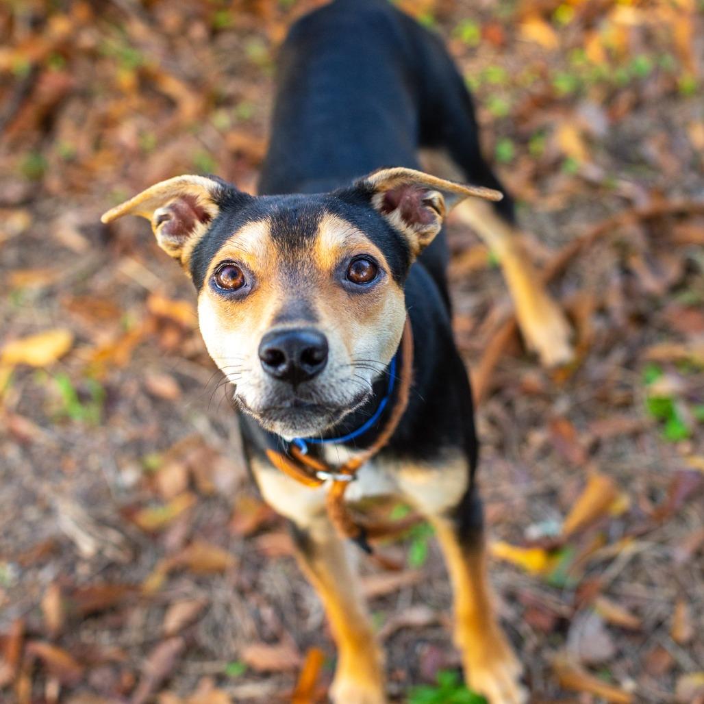 Enlarge Banjo, a Adoptable mixed breed in Hattiesburg, MS image 2/4
