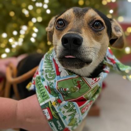 Enlarge Banjo, a Adoptable mixed breed in Hattiesburg, MS image 3/4