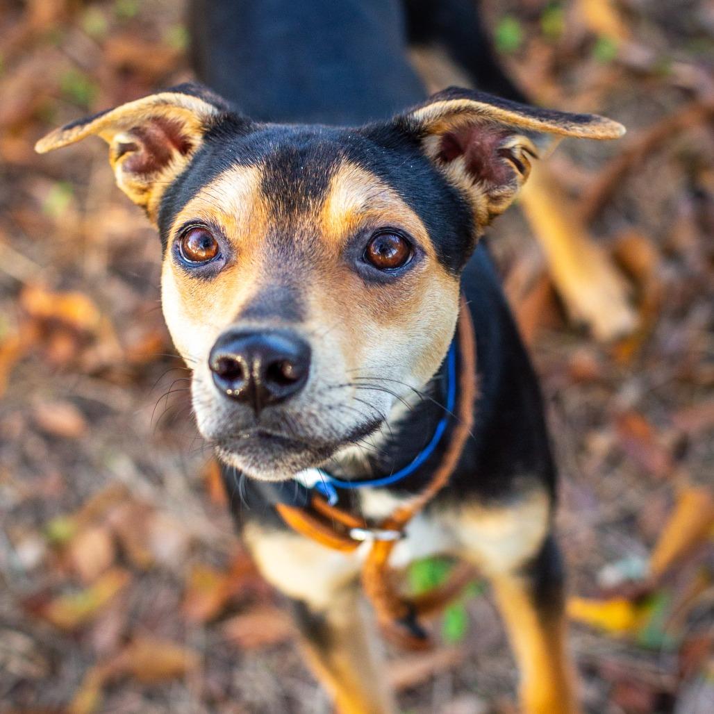 Enlarge Banjo, a Adoptable mixed breed in Hattiesburg, MS image 4/4