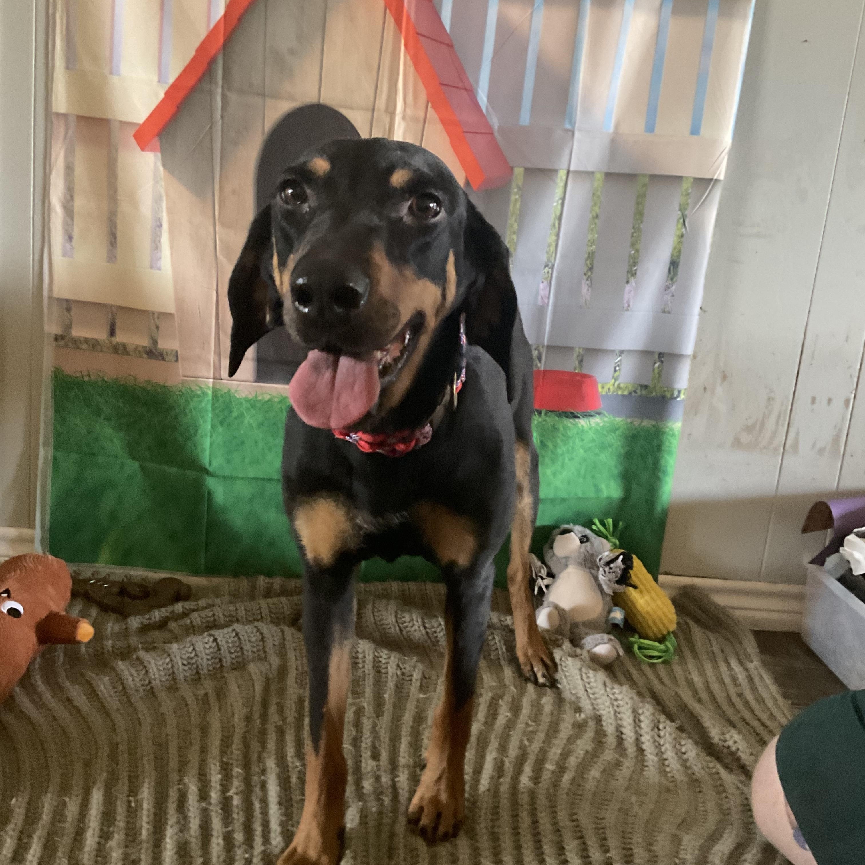 Halo, a ADOPTABLE Black and Tan Coonhound in Coahoma, TX image 1/3