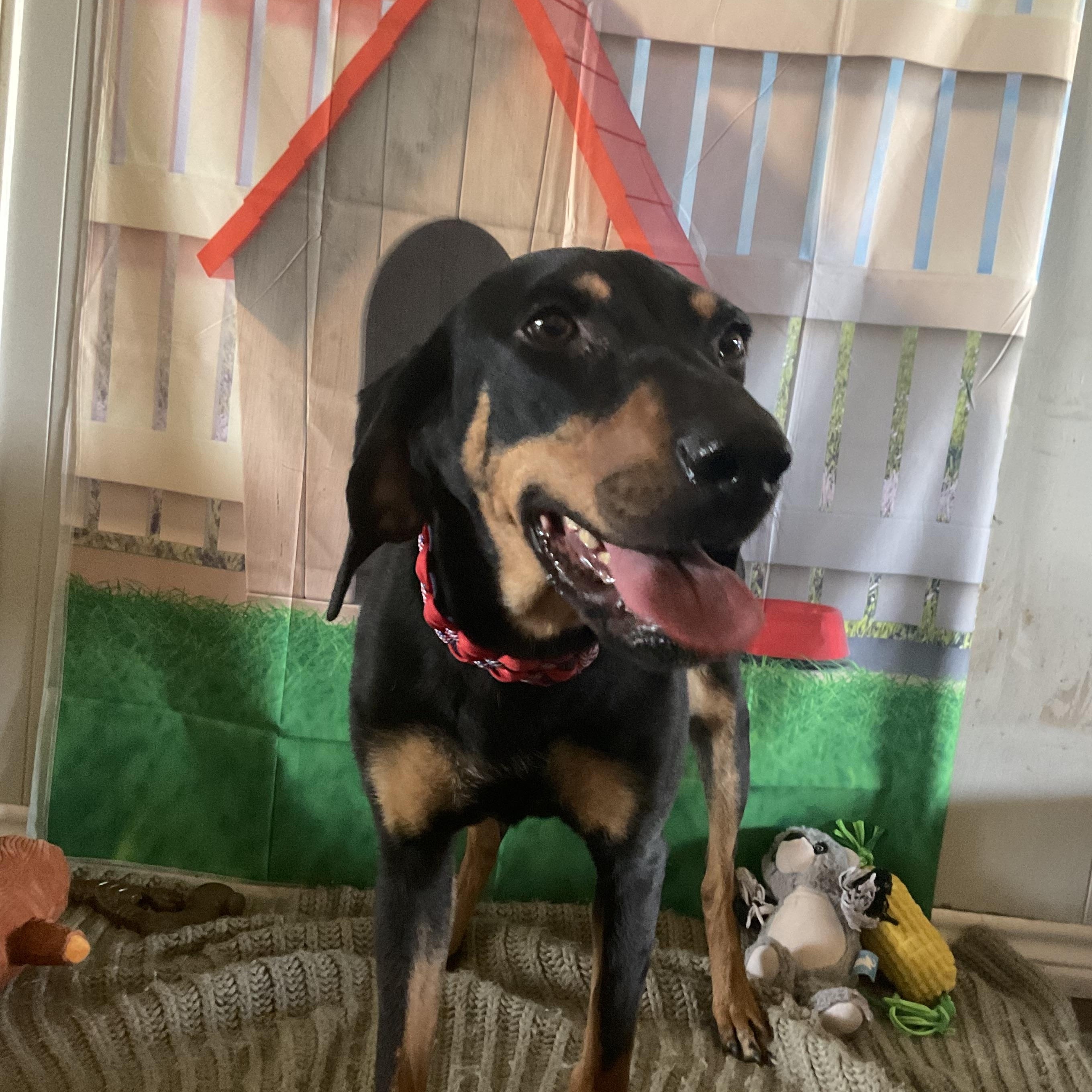 Halo, a ADOPTABLE Black and Tan Coonhound in Coahoma, TX image 2/3