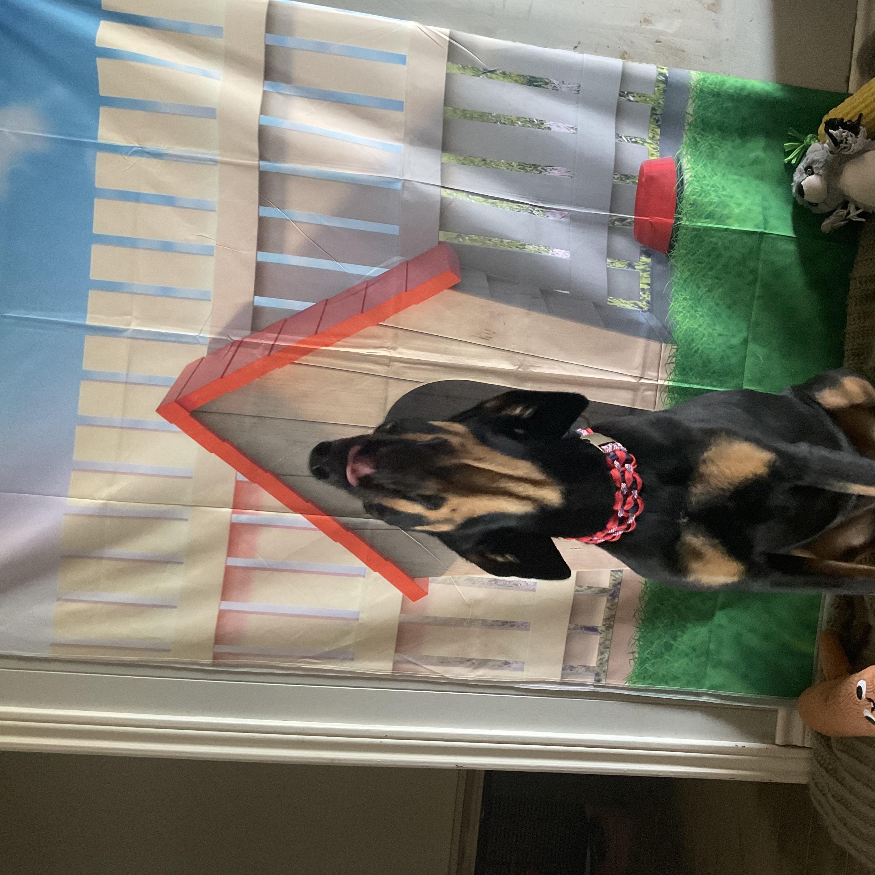 Halo, a ADOPTABLE Black and Tan Coonhound in Coahoma, TX image 3/3
