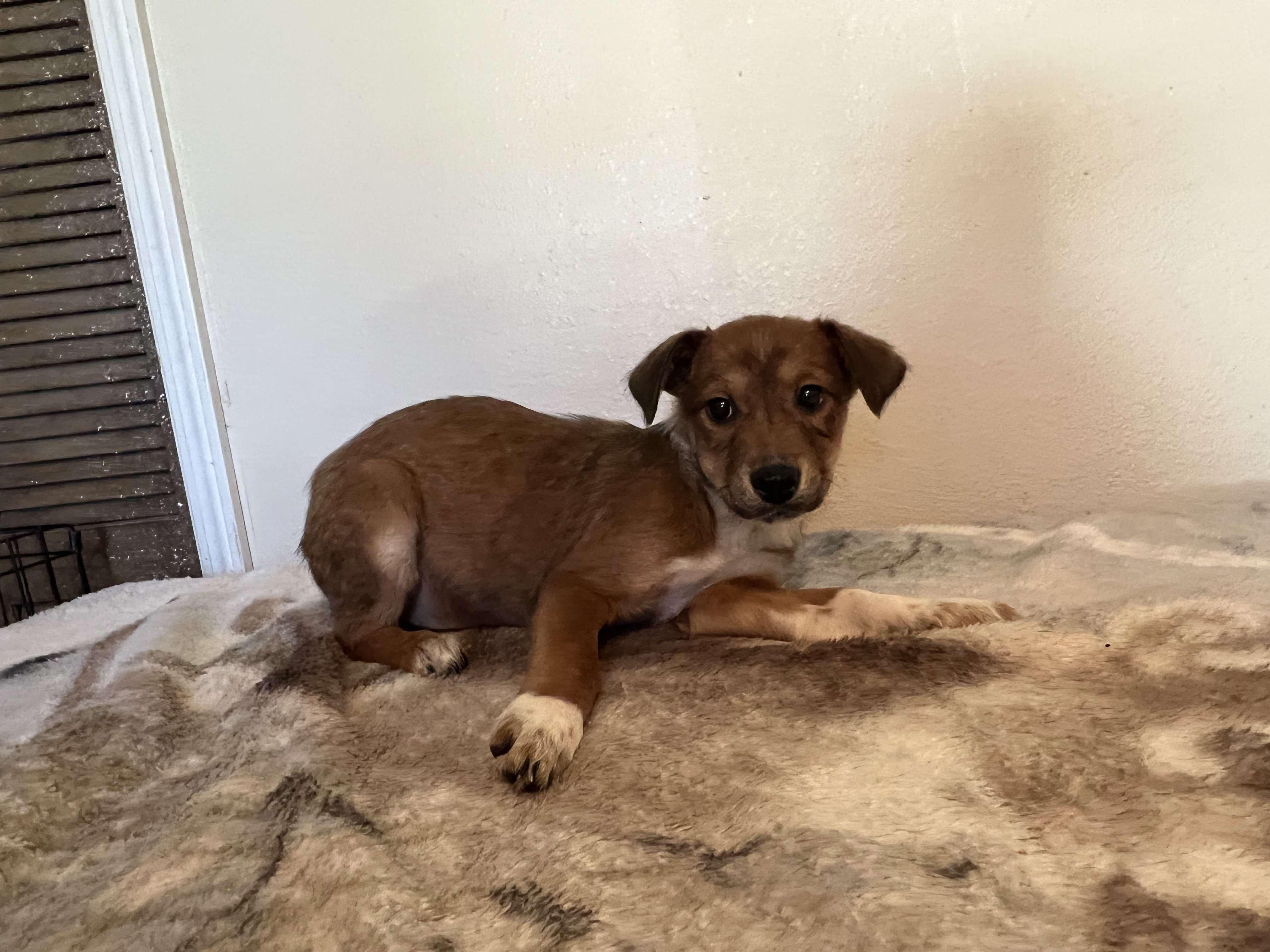 Queenie, an adoptable Whippet, Carolina Dog in Spring, TX, 77388 | Photo Image 2