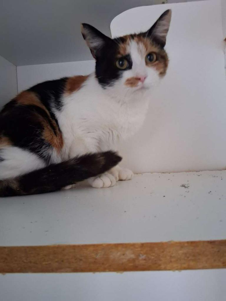 Carrot Cake, Adoptable, Young Female Domestic Short Hair.