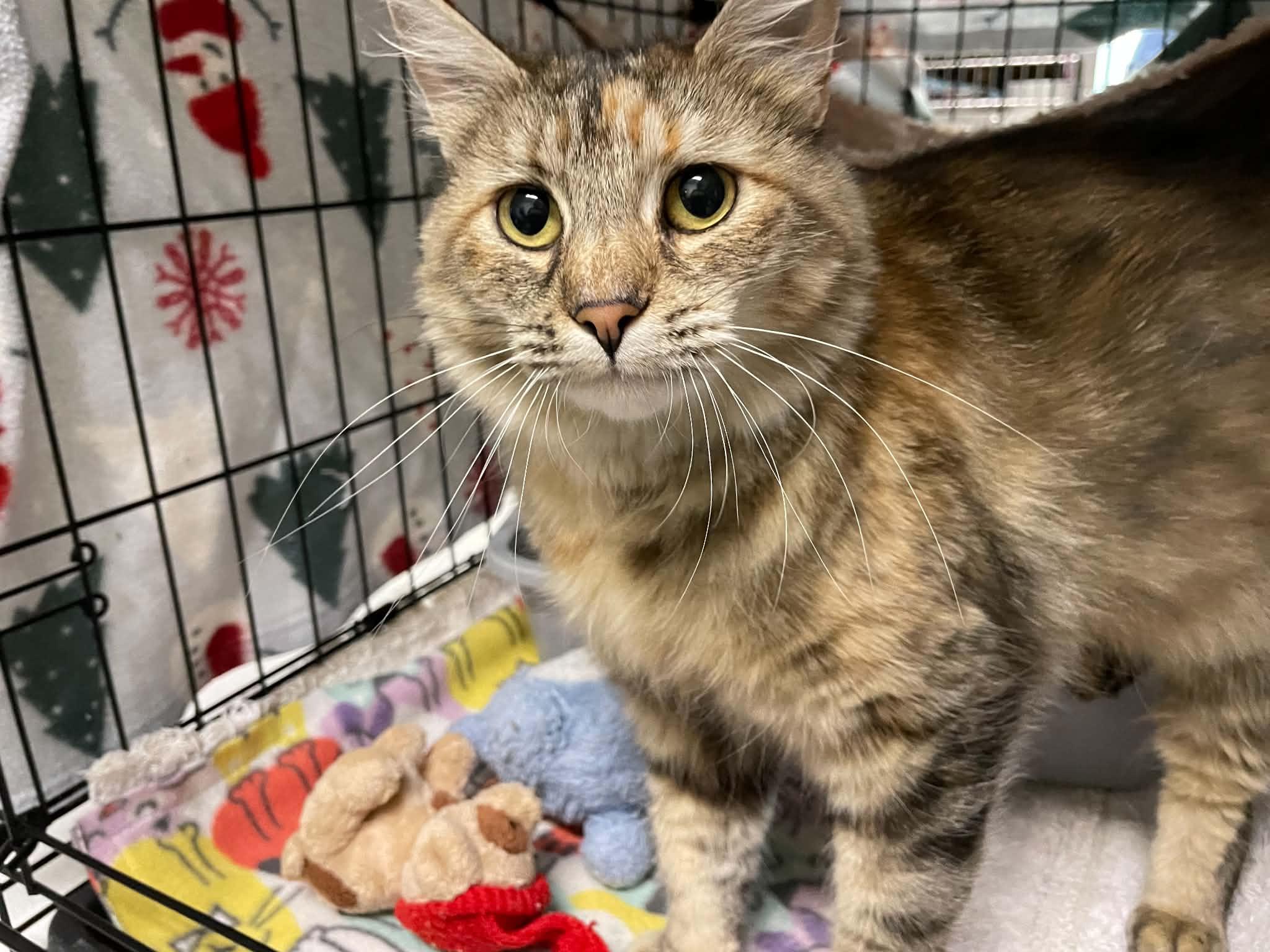 Sunny, Adopted, Adult Female Domestic Medium Hair.