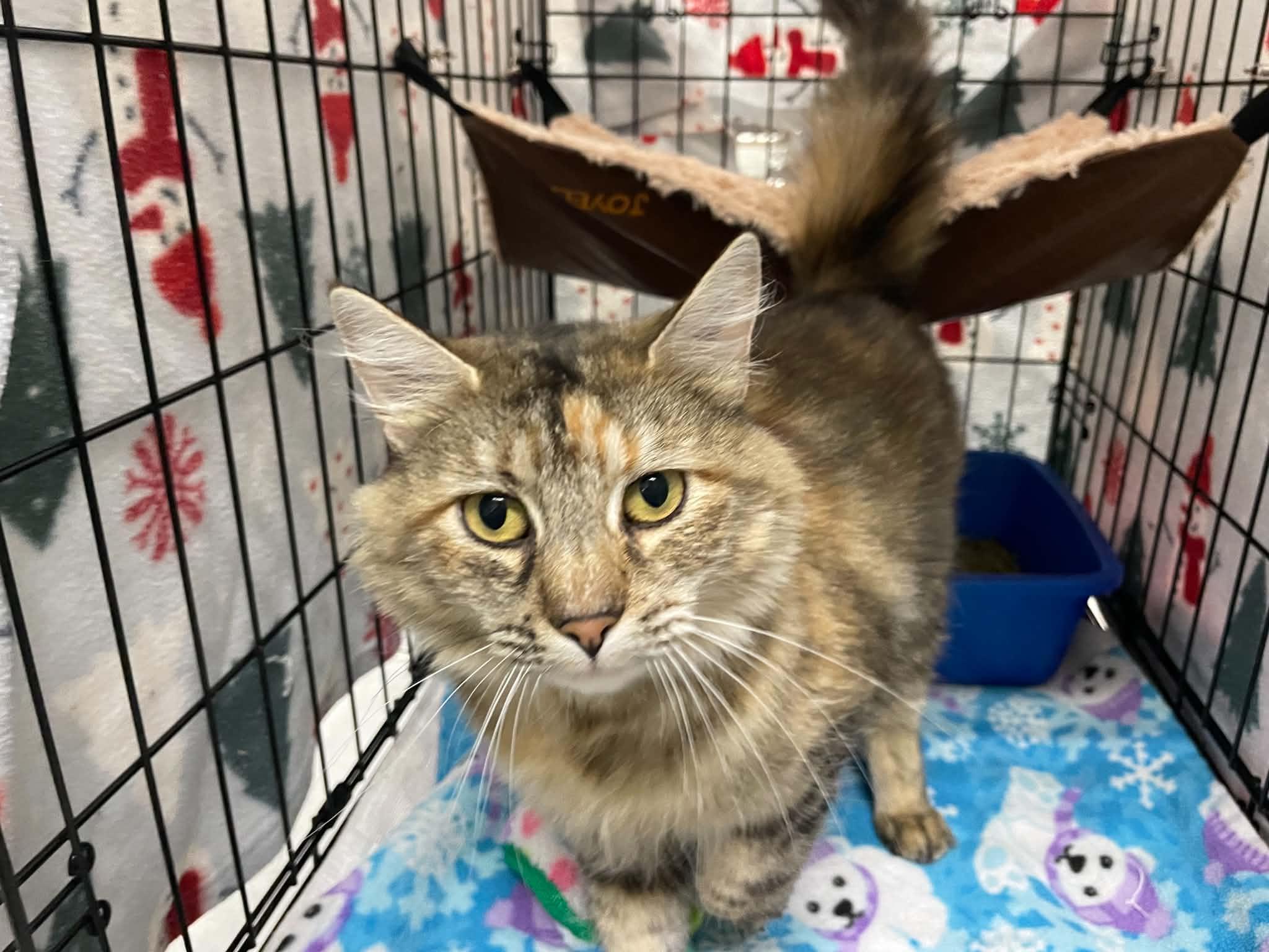 Enlarge Sunny, a Adopted Domestic Medium Hair in Medford, OR image 3/4