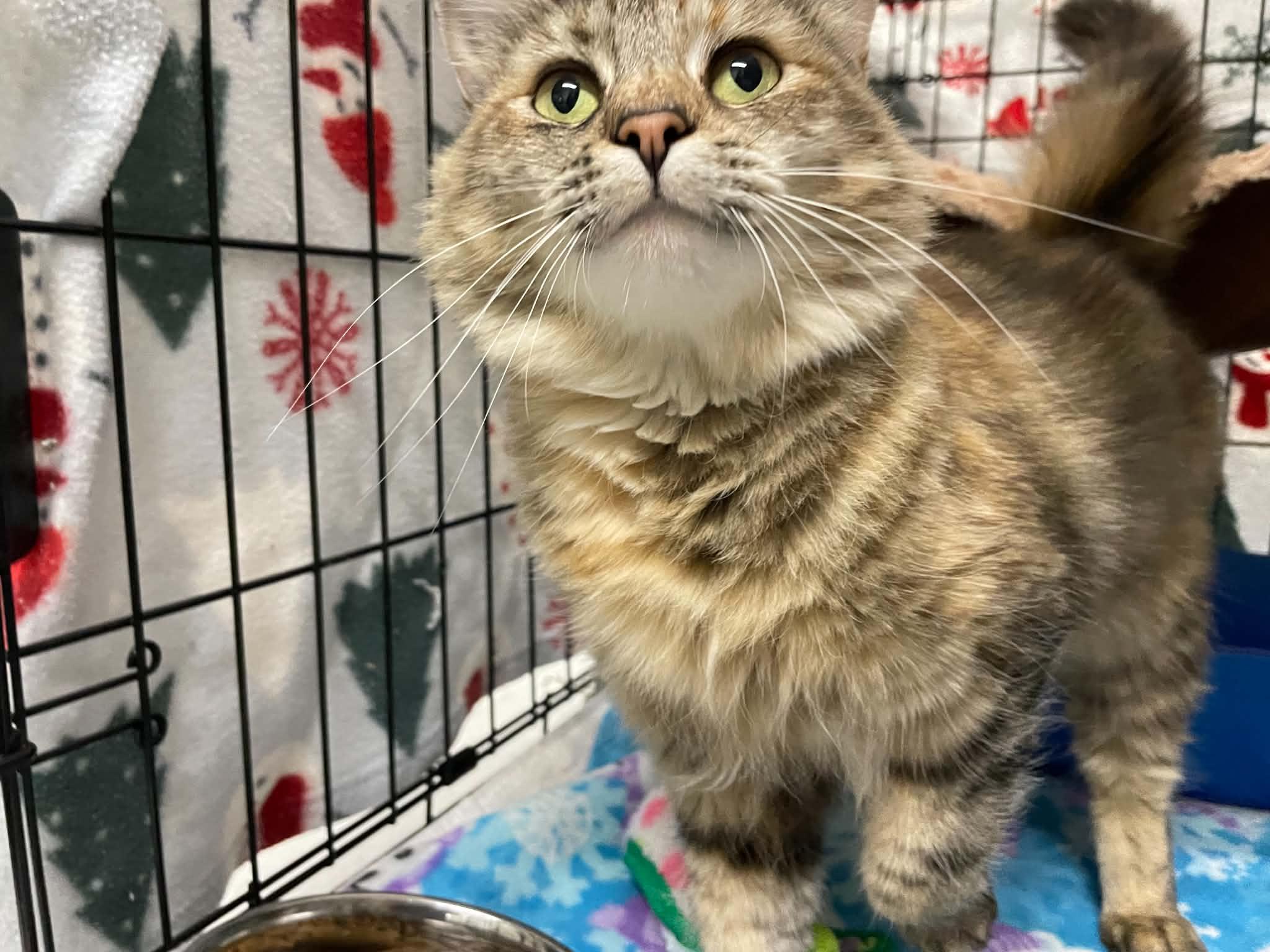 Enlarge Sunny, a Adopted Domestic Medium Hair in Medford, OR image 2/4
