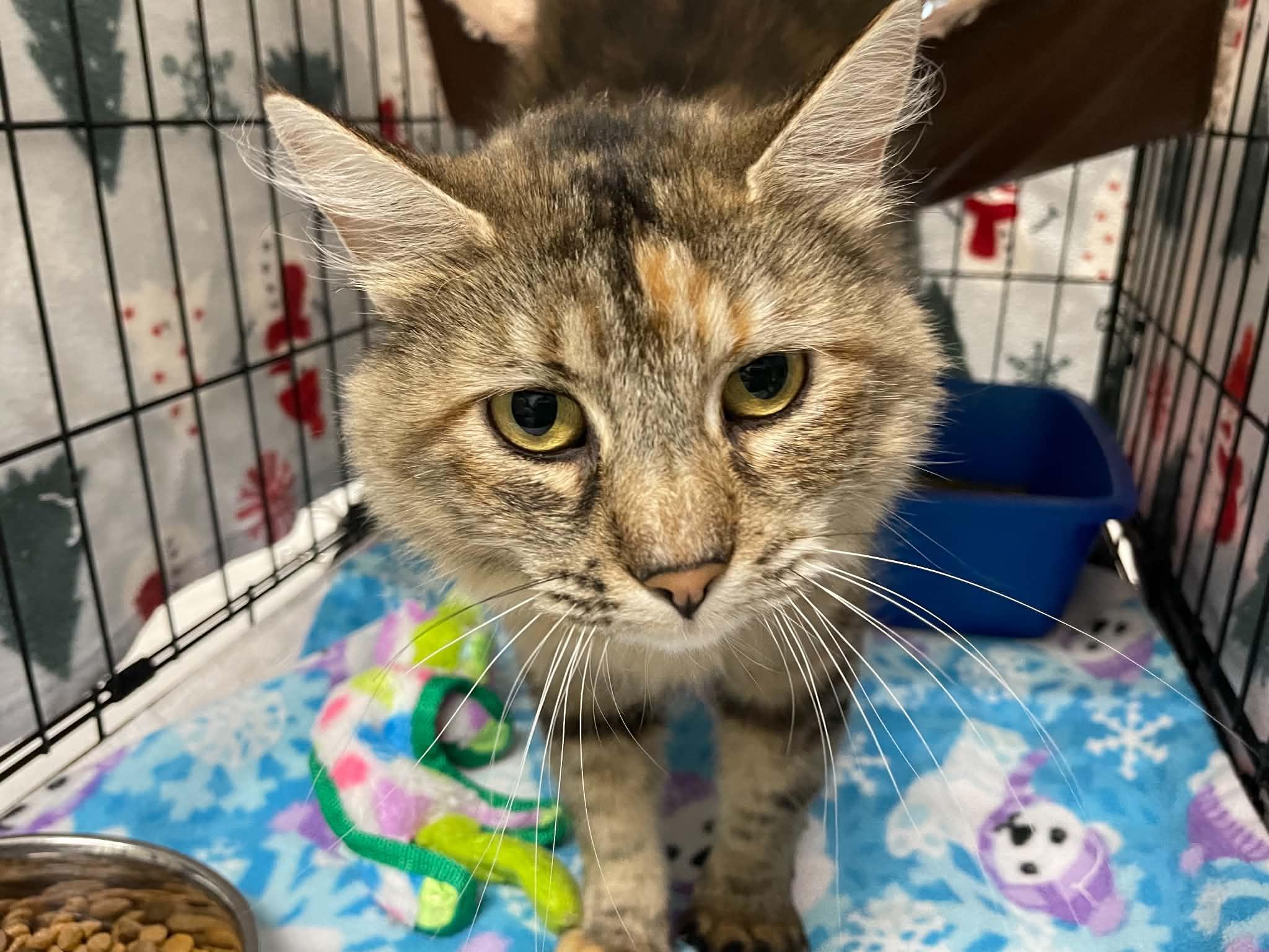 Enlarge Sunny, a Adopted Domestic Medium Hair in Medford, OR image 4/4