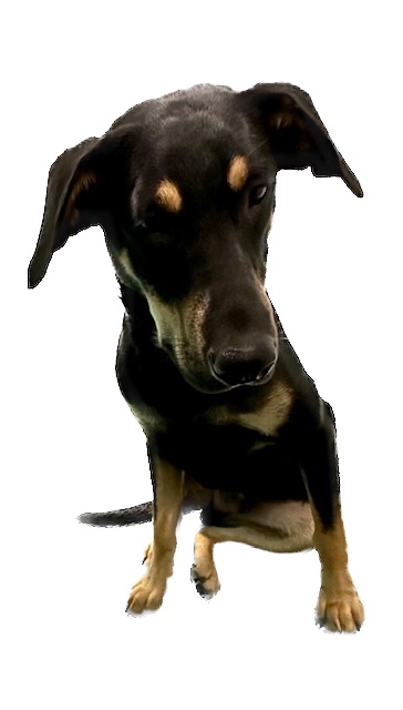 Enlarge Henry, a Adopted mixed breed in Paron, AR image 1/6