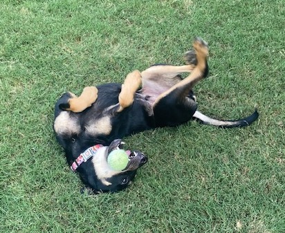 Enlarge Henry, a Adopted mixed breed in Paron, AR image 2/6