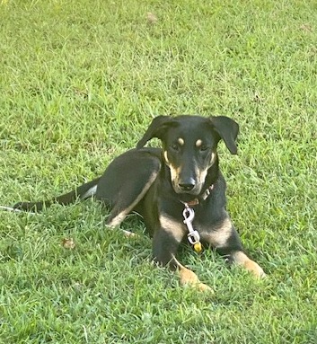 Enlarge Henry, a Adopted mixed breed in Paron, AR image 5/6